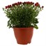 Osteospermum Hot Pink 6.5L Pot BeddingAlternative Image1