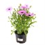 Osteospermum Senorita Pink 13cm Pot BeddingAlternative Image1