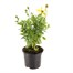 Osteospermum Senorita Yellow 13cm Pot BeddingAlternative Image1