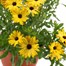 Osteospermum Yellow 6.5L Pot BeddingAlternative Image1