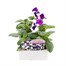 Pansy F1 Blue White Bi Colour 6 Pack Boxed BeddingAlternative Image1