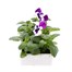 Pansy F1 Blue White Bi Colour 6 Pack Boxed BeddingAlternative Image2