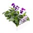 Pansy F1 Blue White Bi Colour 6 Pack Boxed BeddingAlternative Image3
