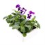 Pansy F1 Blue White Bi Colour 6 Pack Boxed BeddingAlternative Image4