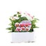 Pansy F1 Chiffon 6 Pack Boxed Bedding Alternative Image