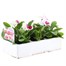 Pansy F1 Chiffon 6 Pack Boxed Bedding Alternative Image
