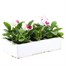 Pansy F1 Chiffon 6 Pack Boxed Bedding Alternative Image