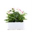 Pansy F1 Chiffon 6 Pack Boxed Bedding Alternative Image