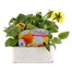 Pansy F1 Citrus Ice Mixed 6 Pack Boxed BeddingAlternative Image1