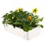 Pansy F1 Citrus Ice Mixed 6 Pack Boxed BeddingAlternative Image3