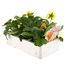 Pansy F1 Citrus Ice Mixed 6 Pack Boxed BeddingAlternative Image4
