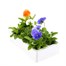 Pansy F1 Clarity 6 Pack Boxed Bedding Alternative Image