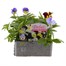 Pansy Cool Wave Mixed 6 Pack Boxed Bedding Alternative Image