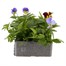 Pansy Cool Wave Mixed 6 Pack Boxed Bedding Alternative Image