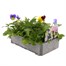 Pansy Cool Wave Mixed 6 Pack Boxed Bedding Alternative Image