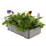 Pansy Cool Wave Mixed 6 Pack Boxed Bedding Alternative Image