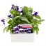 Pansy F1 Beaconsfield 6 Pack Boxed BeddingAlternative Image1