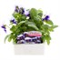 Pansy F1 Beaconsfield 6 Pack Boxed Bedding Alternative Image