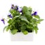 Pansy F1 Beaconsfield 6 Pack Boxed BeddingAlternative Image2