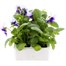 Pansy F1 Beaconsfield 6 Pack Boxed Bedding Alternative Image