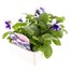 Pansy F1 Beaconsfield 6 Pack Boxed Bedding Alternative Image