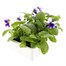Pansy F1 Beaconsfield 6 Pack Boxed BeddingAlternative Image4