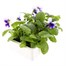 Pansy F1 Beaconsfield 6 Pack Boxed Bedding Alternative Image