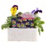 Pansy F1 Blue Morpho 6 Pack Boxed Bedding  Alternative Image