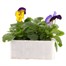 Pansy F1 Blue Morpho 6 Pack Boxed Bedding  Alternative Image