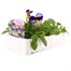 Pansy F1 Blue Morpho 6 Pack Boxed Bedding  Alternative Image