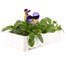 Pansy F1 Blue Morpho 6 Pack Boxed Bedding  Alternative Image