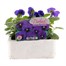 Pansy F1 Blue Blotch 6 Pack Boxed BeddingAlternative Image1