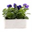 Pansy F1 Blue Blotch 6 Pack Boxed BeddingAlternative Image2