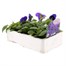 Pansy F1 Blue Blotch 6 Pack Boxed BeddingAlternative Image3