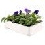 Pansy F1 Blue Blotch 6 Pack Boxed BeddingAlternative Image4