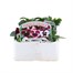 Pansy F1 Cassis Knight 6 Pack Boxed Bedding Alternative Image