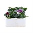 Pansy F1 Cassis Knight 6 Pack Boxed Bedding Alternative Image