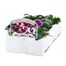 Pansy F1 Cassis Knight 6 Pack Boxed Bedding Alternative Image