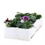 Pansy F1 Cassis Knight 6 Pack Boxed Bedding Alternative Image