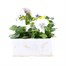 Pansy F1 Cats Whiskers Mixed 6 Pack Boxed Bedding Alternative Image