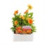 Pansy F1 Deep Orange 6 Pack Boxed BeddingAlternative Image1