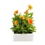 Pansy F1 Deep Orange 6 Pack Boxed BeddingAlternative Image2