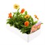 Pansy F1 Deep Orange 6 Pack Boxed BeddingAlternative Image3