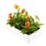 Pansy F1 Deep Orange 6 Pack Boxed BeddingAlternative Image4