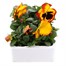 Pansy F1 Fire Surprise 6 Pack Boxed Bedding Alternative Image