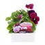 Pansy F1 Fruits Of The Forest 6 Pack Boxed Bedding Alternative Image