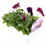 Pansy F1 Fruits Of The Forest 6 Pack Boxed BeddingAlternative Image2
