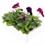 Pansy F1 Fruits Of The Forest 6 Pack Boxed Bedding Alternative Image
