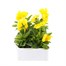 Pansy F1 Golden Yellow 6 Pack Boxed BeddingAlternative Image2