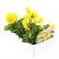 Pansy F1 Golden Yellow 6 Pack Boxed BeddingAlternative Image3